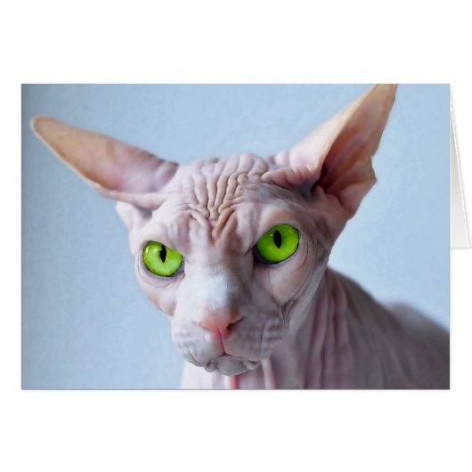 SPHYNX CARDS (Front Horizontal)