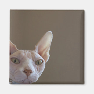 Sphynx Cat Magnet