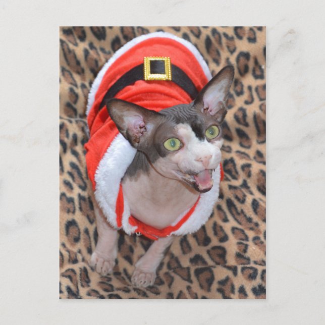 Sphynx Cat Ninja Santa Christmas Holiday Postcard (Front)