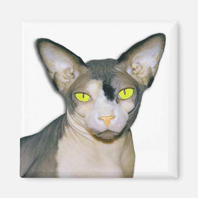 Sphynx Cat Ninja White Square Magnet (Front)