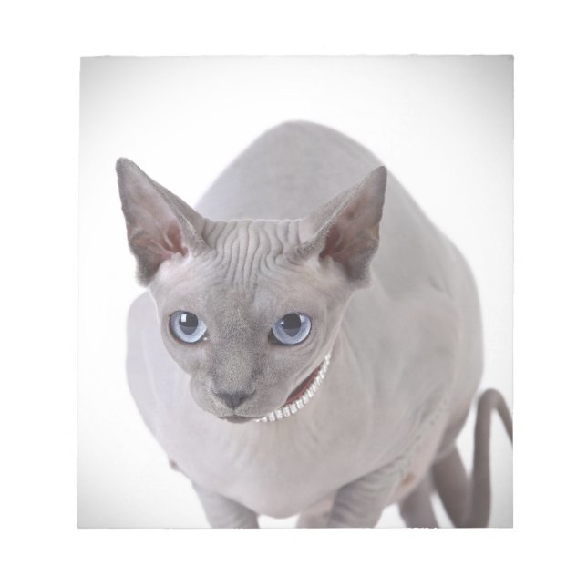 Sphynx cat notepad (Front)