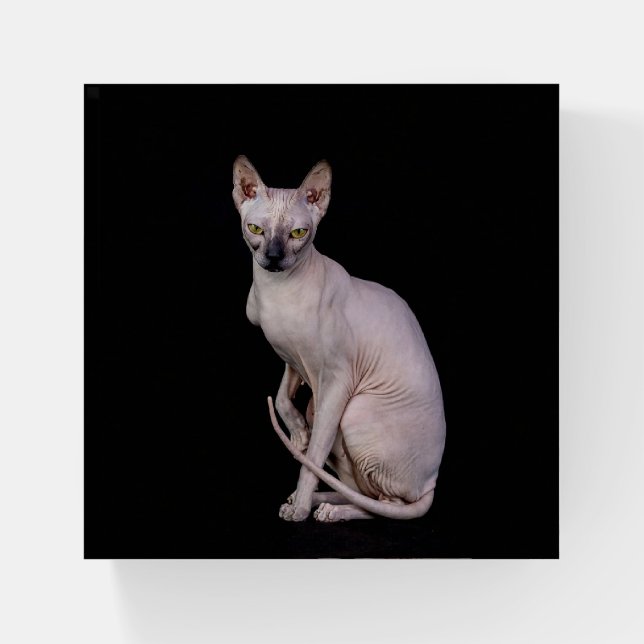 Sphynx Cat Paperweight (Front)