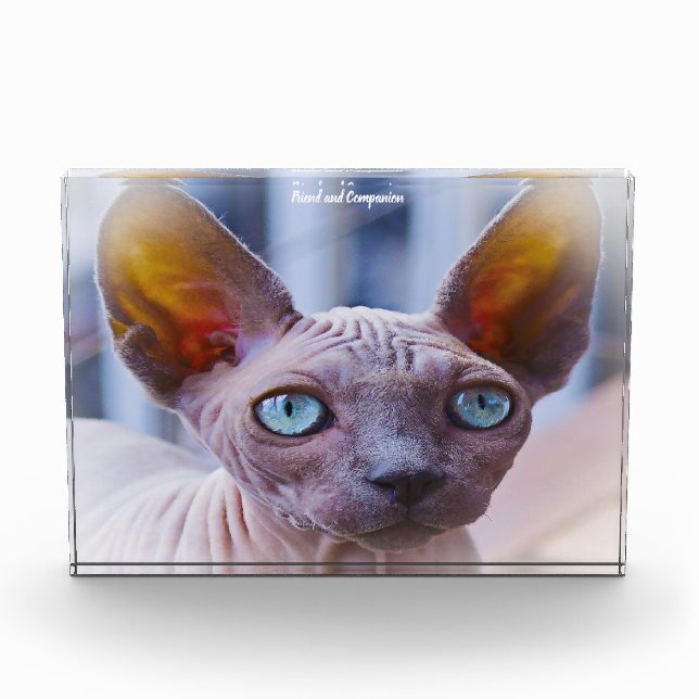 Sphynx Cat Photo Block (Front)