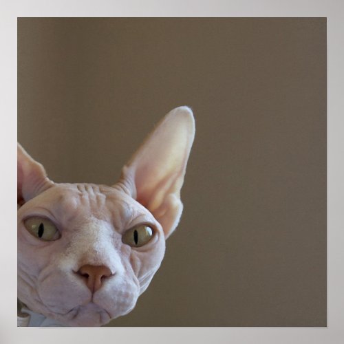 Sphynx Cat Poster