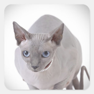 Sphynx cat square sticker