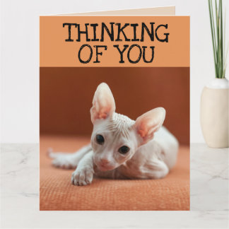 SPHYNX CAT THINKING OF YOU GREETING CARD