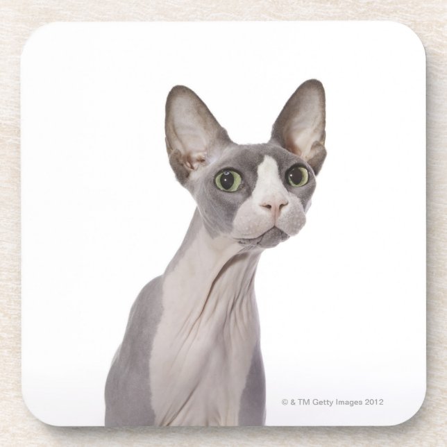 Sphynx Cat with surprised expression Beverage Coaster (Front)
