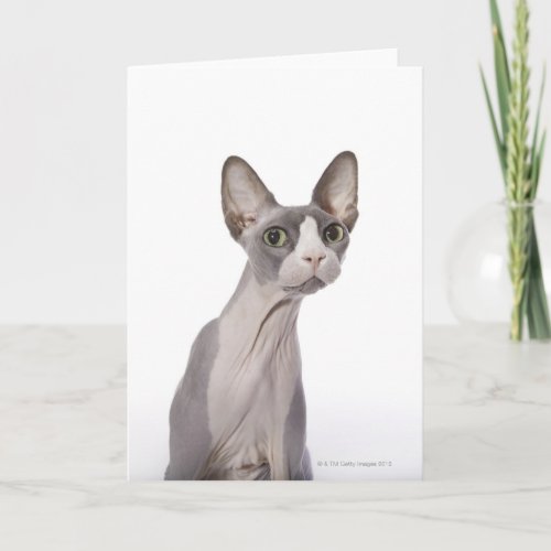 Sphynx Cat with surprised expression Card