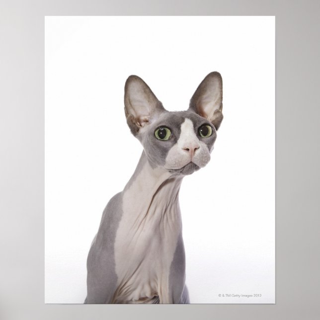 Sphynx Cat with surprised expression Poster (Front)
