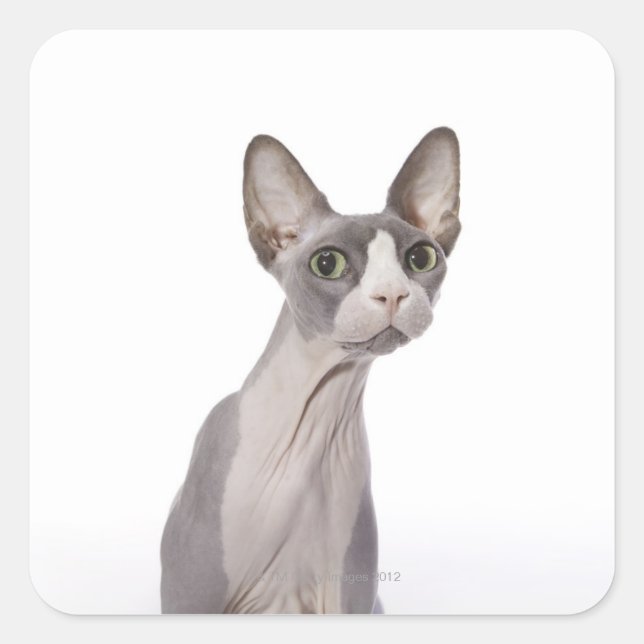 Sphynx Cat with surprised expression Square Sticker (Front)