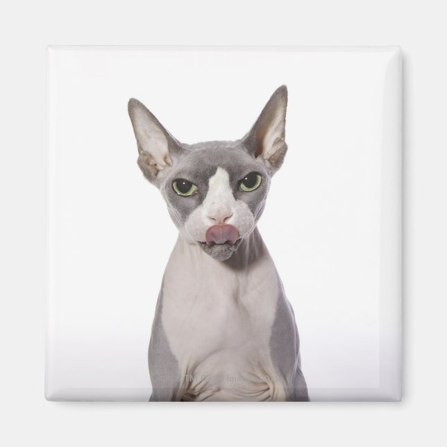 Sphynx Cat with tongue out Magnet (Front)