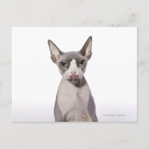 Sphynx Cat with tongue out Postcard