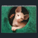 Sphynx Cats Wall Calendar | GoSphynx.com<br><div class="desc">Sphynx Cats Wall Calendar. Designed by GoSphynx.com</div>