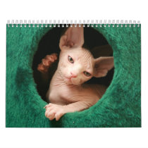 Sphynx Cats Wall Calendar | GoSphynx.com Sphynx Cats Wall Calendar | GoSphynx.com