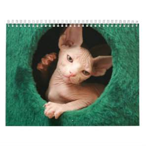 Sphynx Cats Wall Calendar | GoSphynx.com