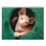 Sphynx Cats Wall Calendar | GoSphynx.com