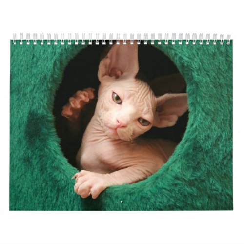 Sphynx Cats Wall Calendar  GoSphynxcom