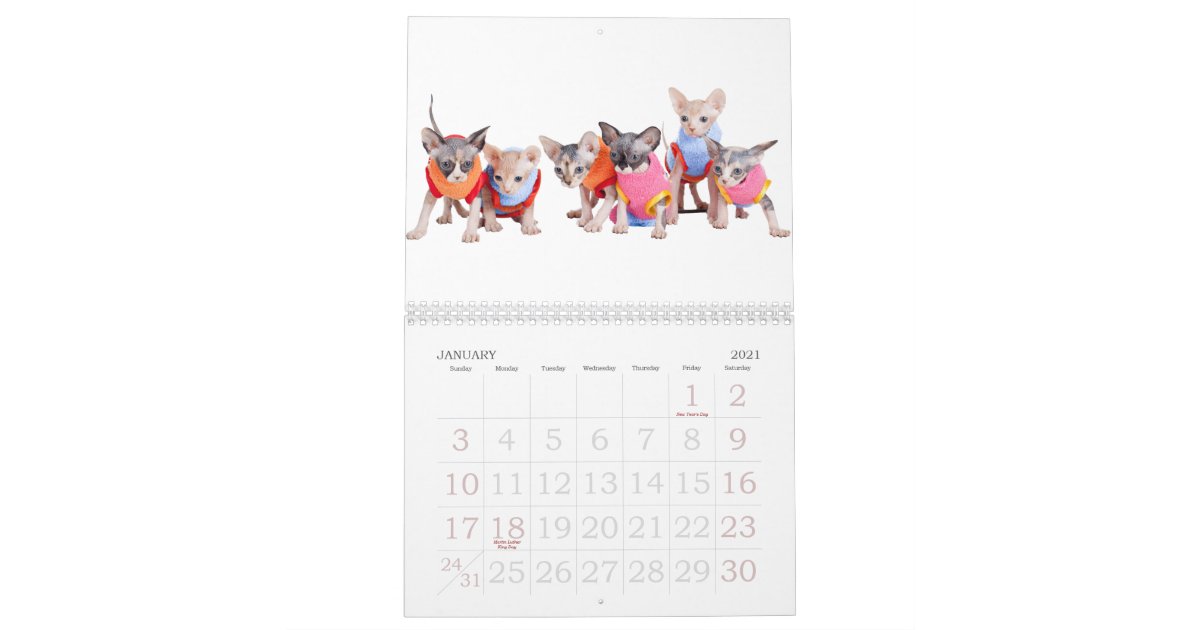 Sphynx Cats Wall Calendar Gosphynx Com Zazzle Com