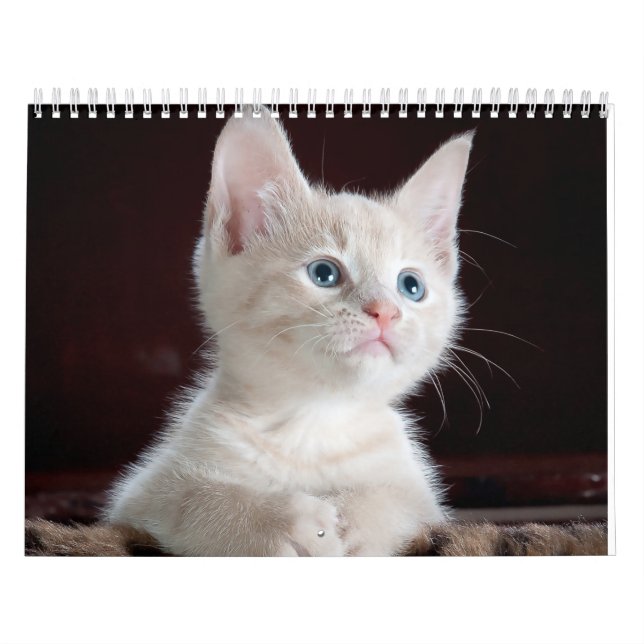 sphynx Cute Cat Calendar (Cover)