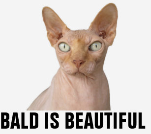 funny sphynx cats t