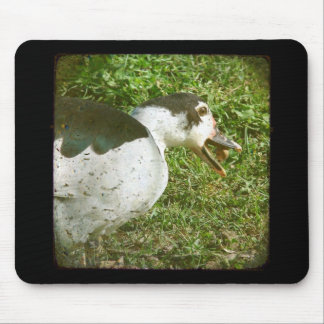 Spice Eats an Acorn Mouse Pad