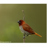 spice finch statuette<br><div class="desc">a colorful bird as art!</div>