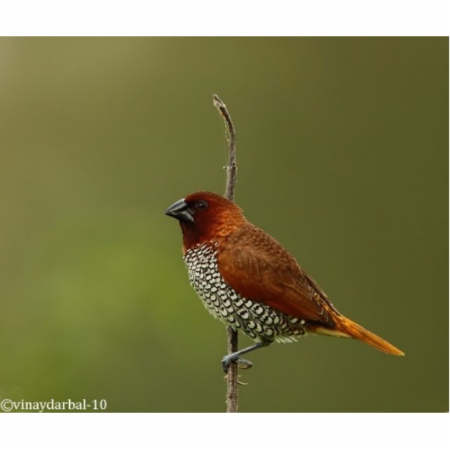 spice finch statuette (Front)