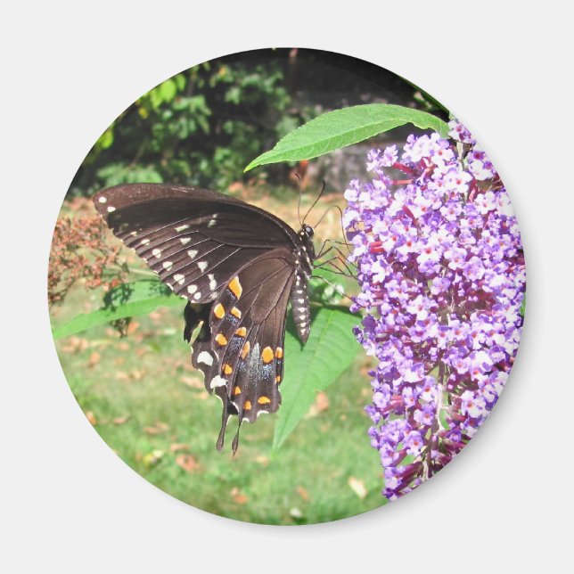 Spicebush butterfly ~ magnet (Front)