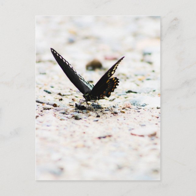 Spicebush butterfly postcard (Front)