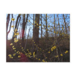 Spicebush Flowers in Spring Postcard