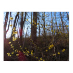 Spicebush Flowers in Spring Poster