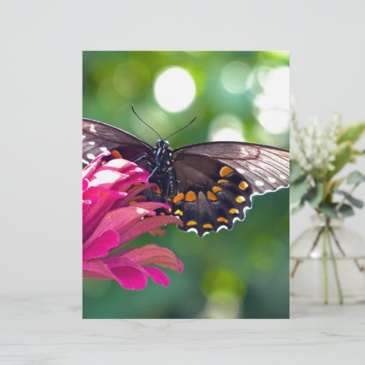 Spicebush Swallowtail (Standing Front)