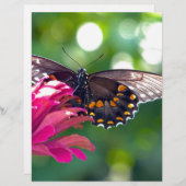 Spicebush Swallowtail (Front/Back)