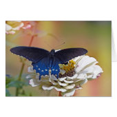 Spicebush Swallowtail (Front Horizontal)