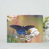 Spicebush Swallowtail (Standing Front)