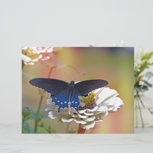 Spicebush Swallowtail (Standing Front)