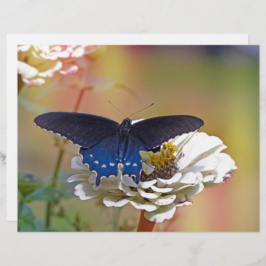 Spicebush Swallowtail (Front/Back)