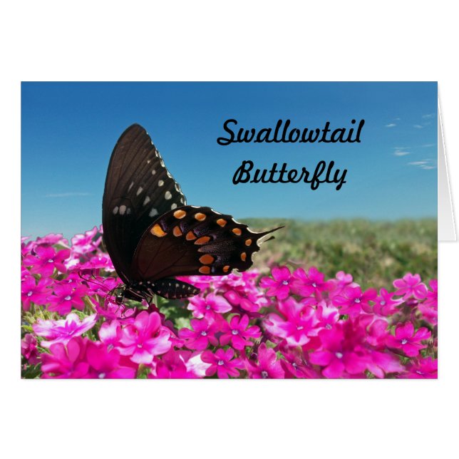 Spicebush Swallowtail Butterfly (Front Horizontal)