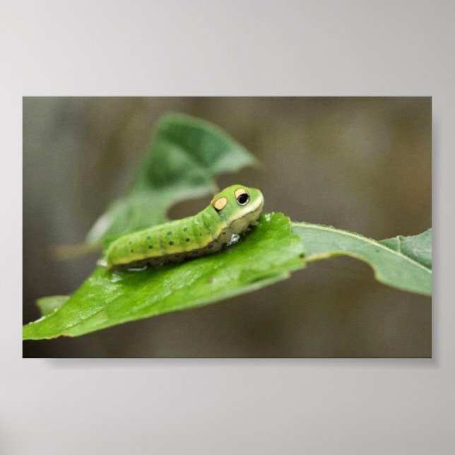 Spicebush Swallowtail butterfly larva Poster (Front)
