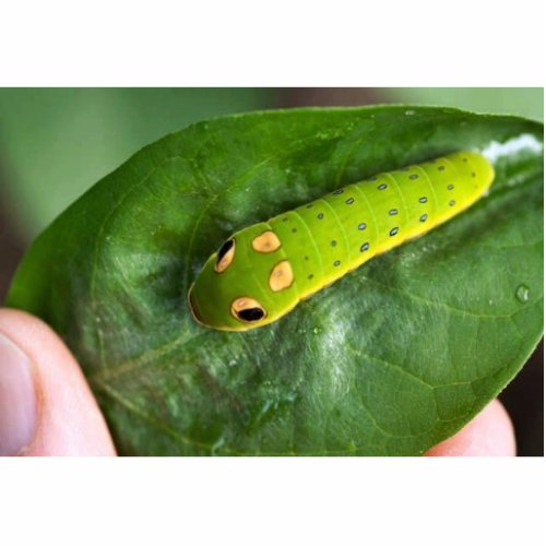 Spicebush Swallowtail butterfly larva Statuette