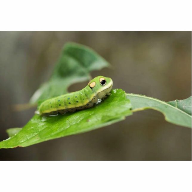 Spicebush Swallowtail butterfly larva Statuette (Front)