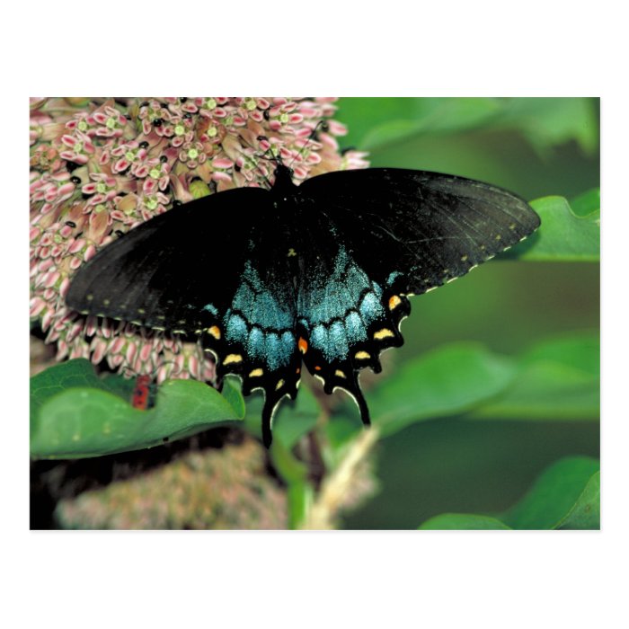 Spicebush swallowtail Buttterfly   Common milkweed Post Card