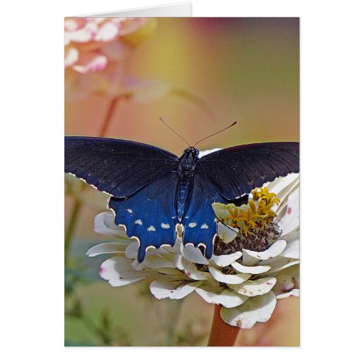 Spicebush Swallowtail Cards (Front)