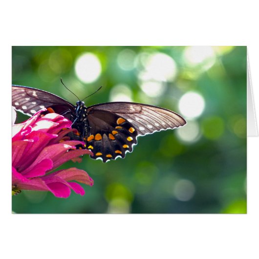 Spicebush Swallowtail Cards (Front Horizontal)