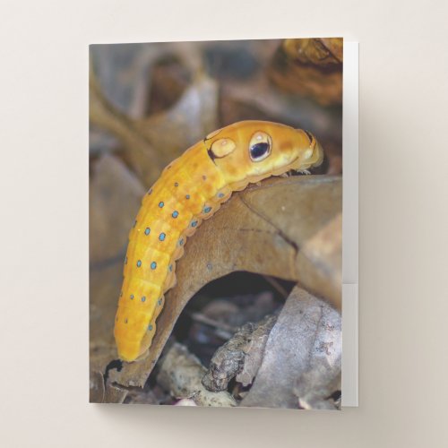 Spicebush Swallowtail Caterpillar Pocket Folders