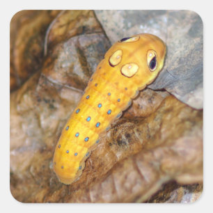 Spicebush Swallowtail Caterpillar Square Sticker