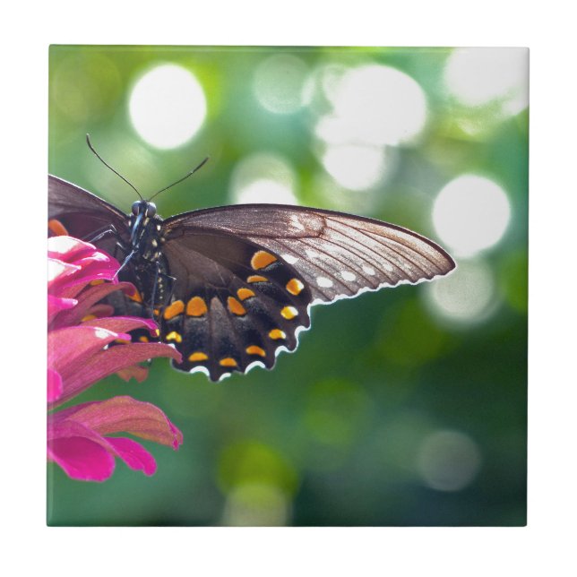 Spicebush Swallowtail Ceramic Tile (Front)