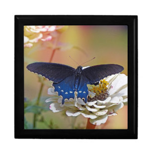 Spicebush Swallowtail Gift Box