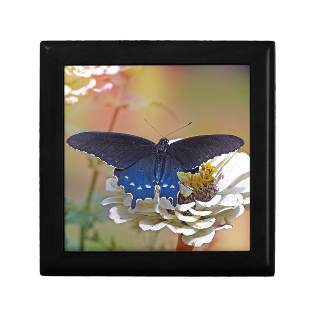 Spicebush Swallowtail Keepsake Box (Front)