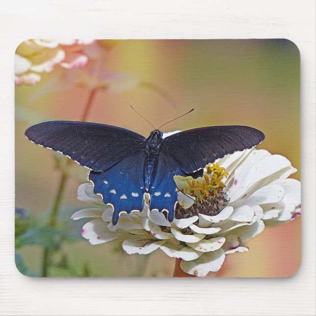 Spicebush Swallowtail Mouse Pad (Front)